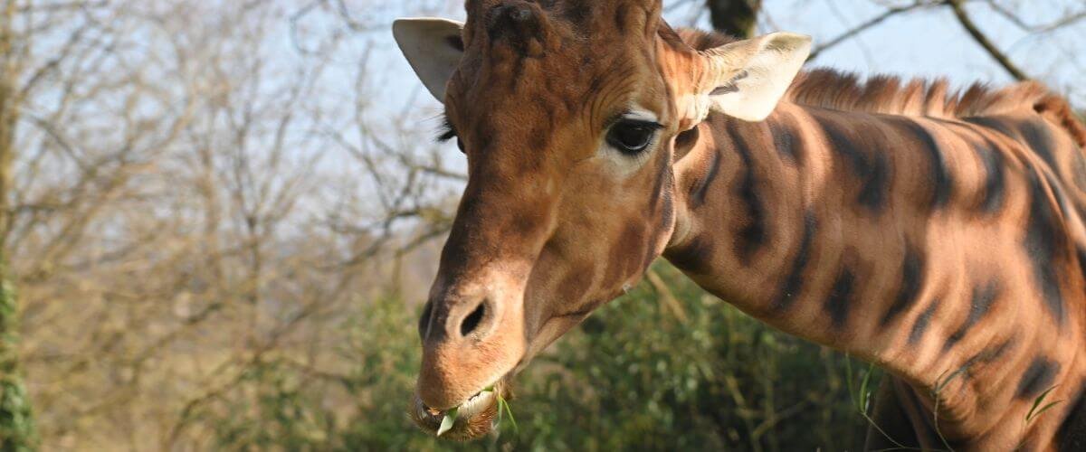 Zoologisk Have København